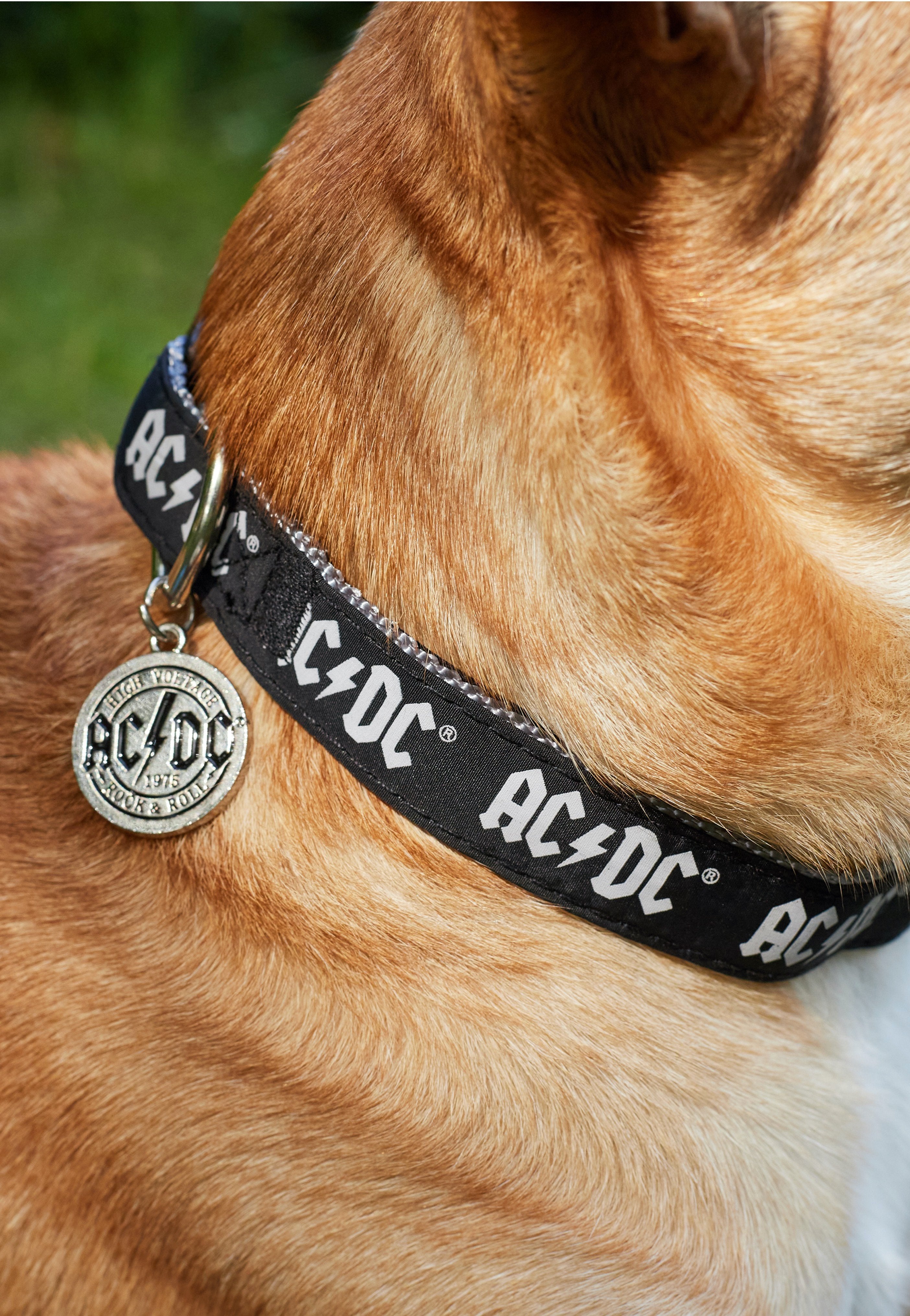 AC/DC - AC/DC - Dog Collar